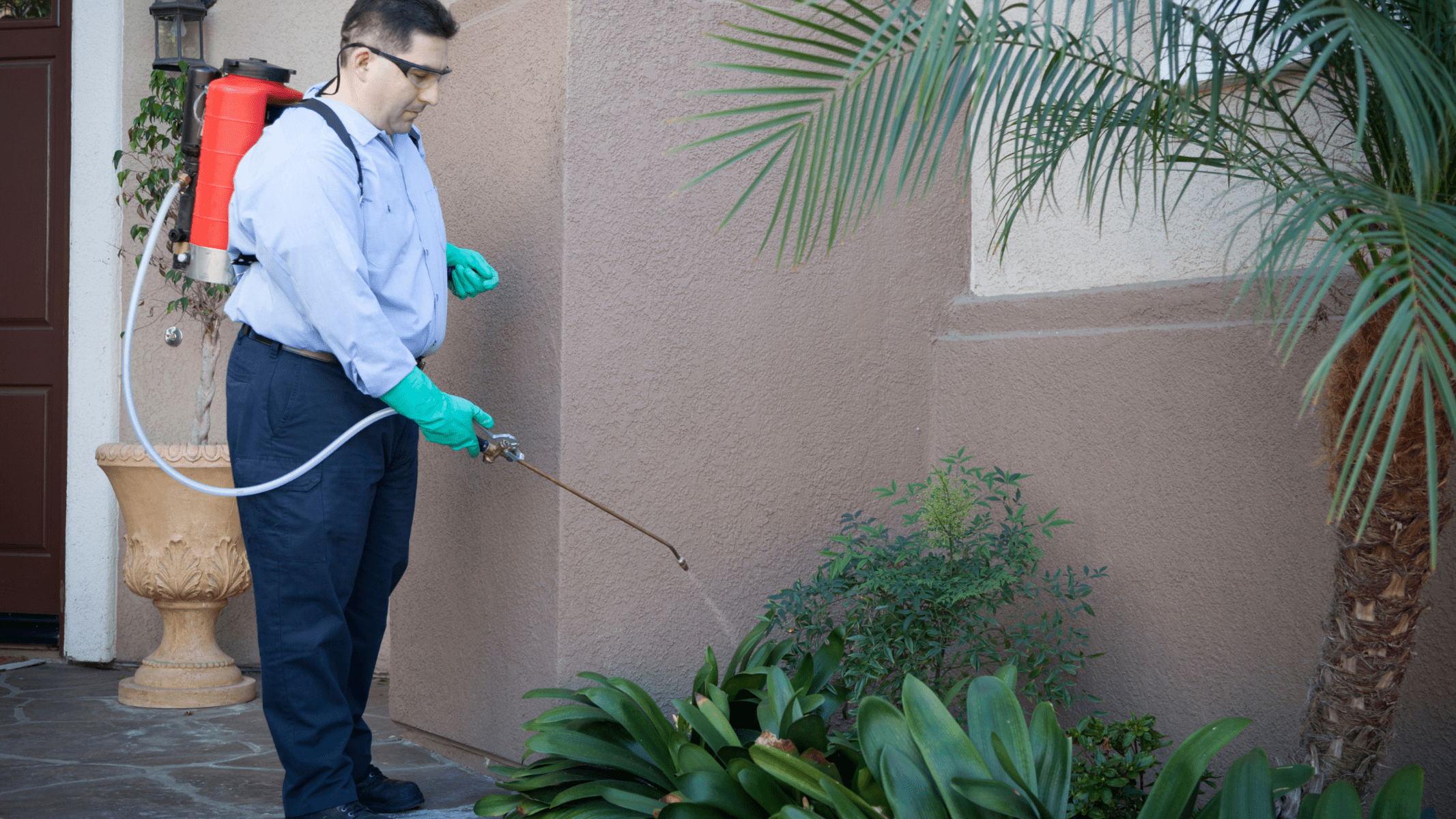 pest-inspection-cost-australia